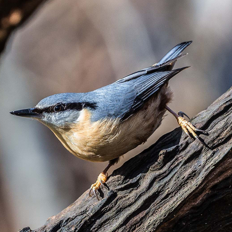By Smudge 9000 (Flickr: Nuthatch (Sitta europaea)) [CC BY-SA 2.0 (https://creativecommons.org/licenses/by-sa/2.0)], via Wikimedia Commons