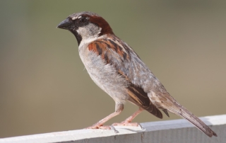Redbex sparrow