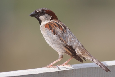 Redbex sparrow